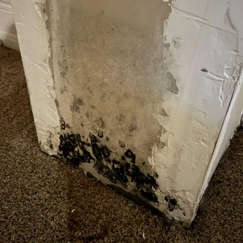 Professional Mold Removal in Pierce, NE